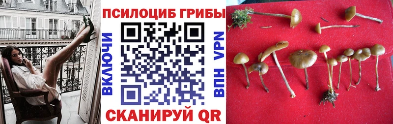 Псилоцибиновые грибы Psilocybe  Купить закладки  Курчалой 
